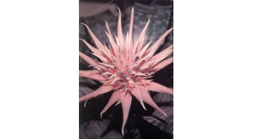 Sexy Studio No.2 Sexy Studio No.2